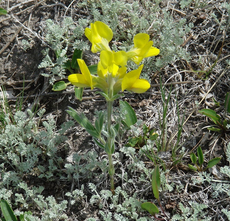 Изображение особи Thermopsis lanceolata.