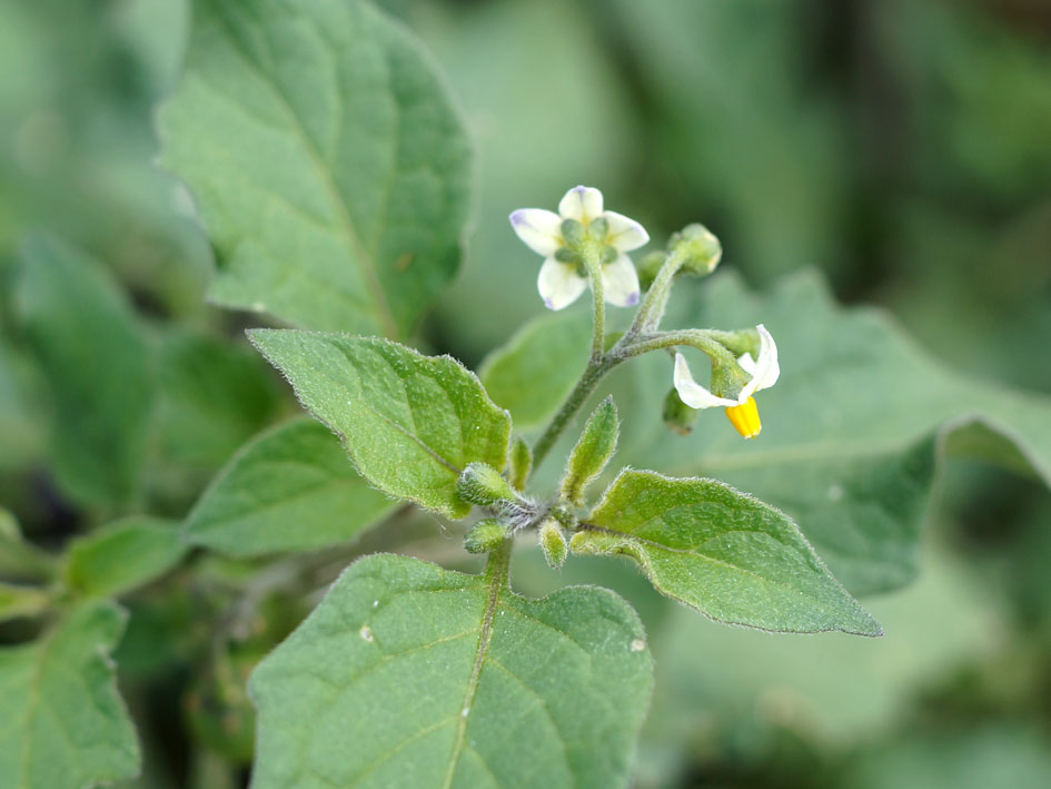 Изображение особи Solanum nigrum.