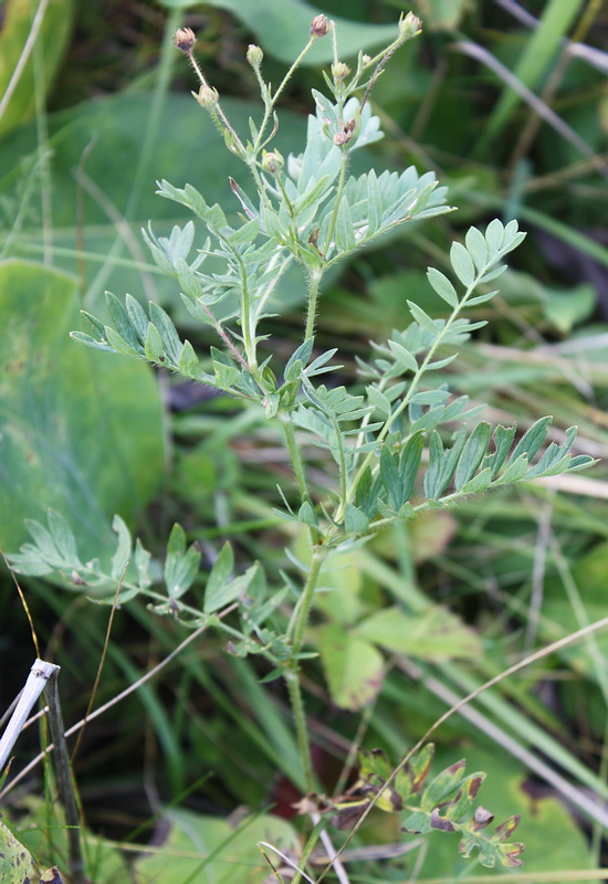 Image of Potentilla bifurca specimen.