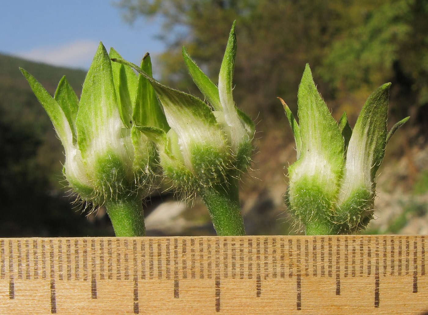 Image of Ipomoea purpurea specimen.