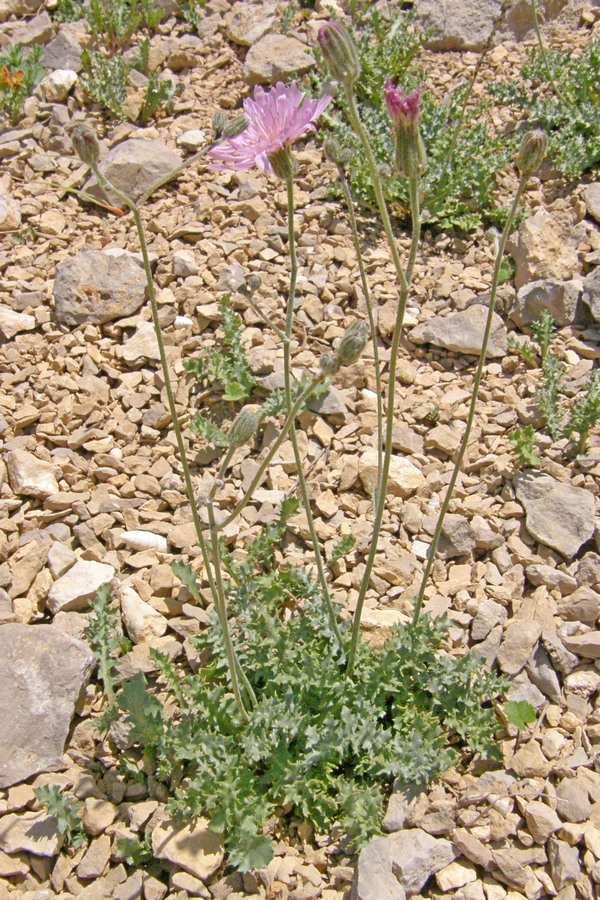 Image of Lagoseris callicephala specimen.