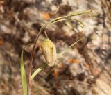 Fritillaria walujewii