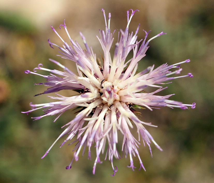 Image of Klasea marginata specimen.