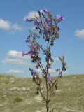 Campanula taurica