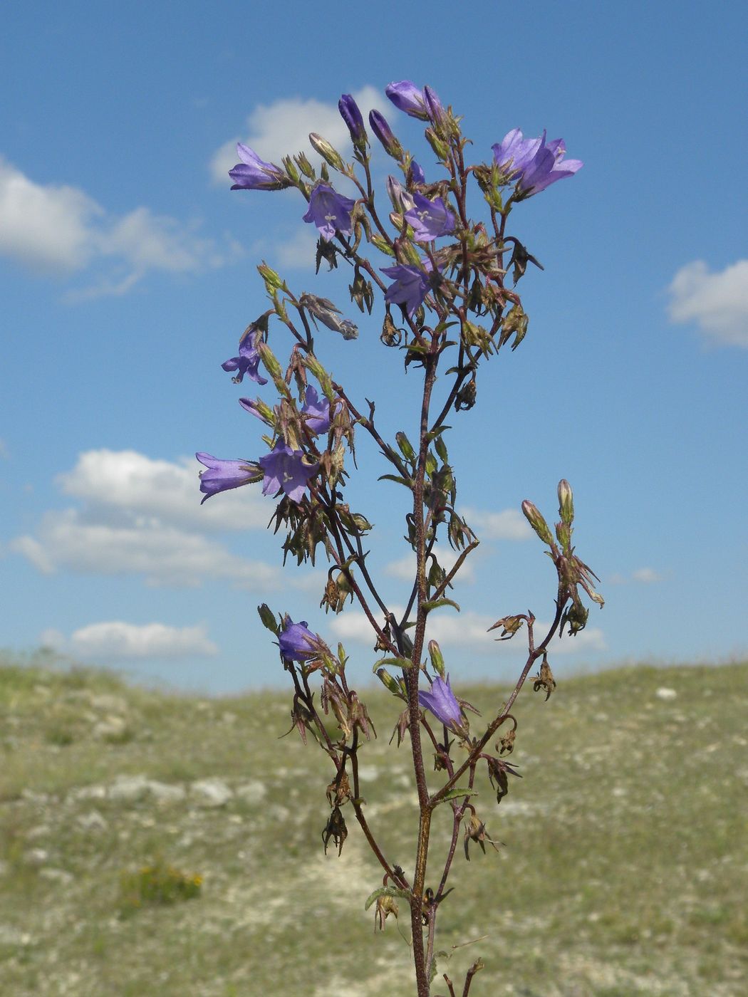 Image of Campanula taurica specimen.