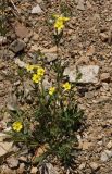 род Potentilla