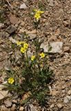 Potentilla