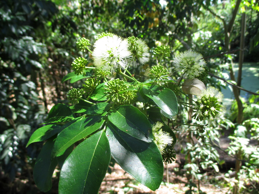 Изображение особи Pararchidendron pruinosum.