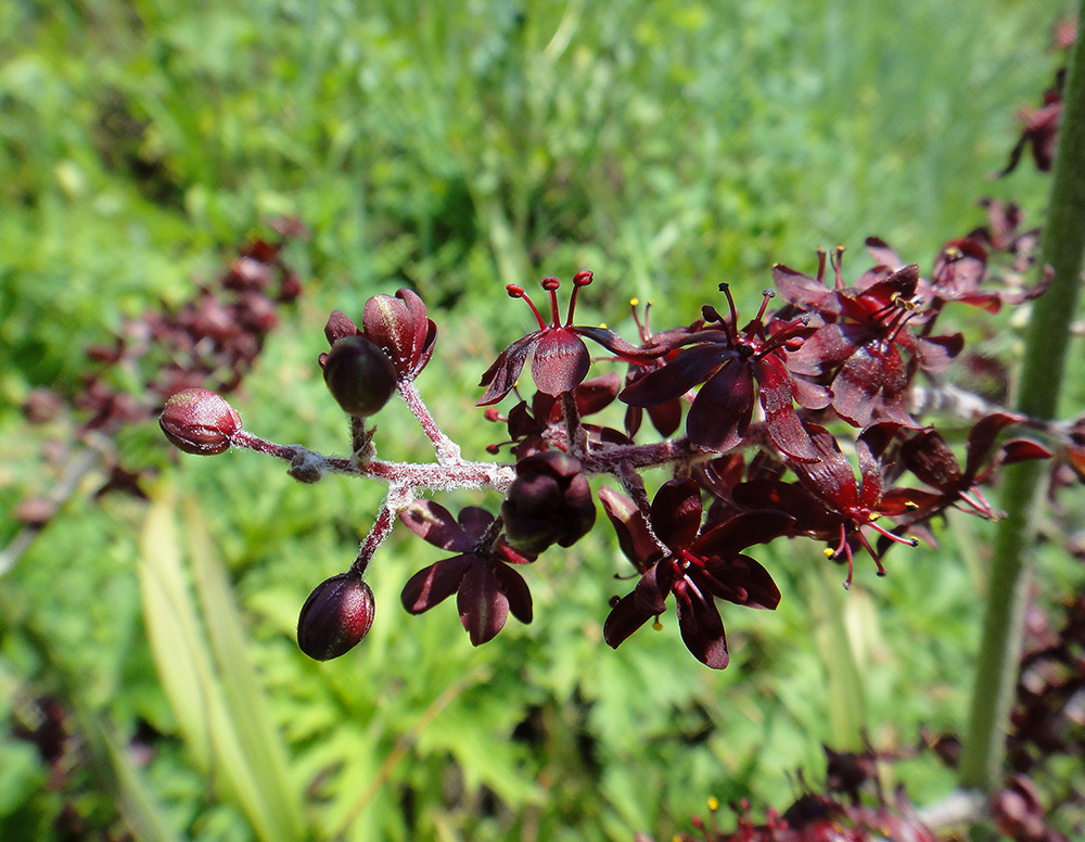 Изображение особи Veratrum nigrum.