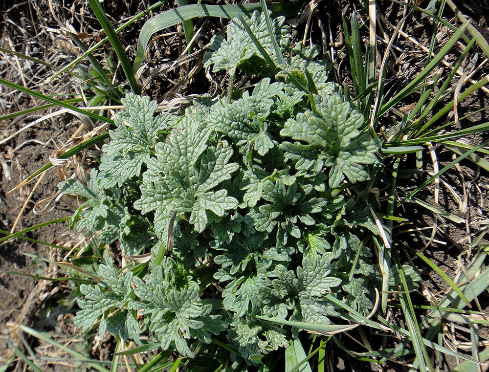 Image of Leonurus deminutus specimen.