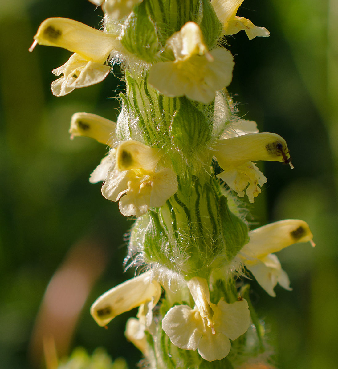 Изображение особи Pedicularis abrotanifolia.