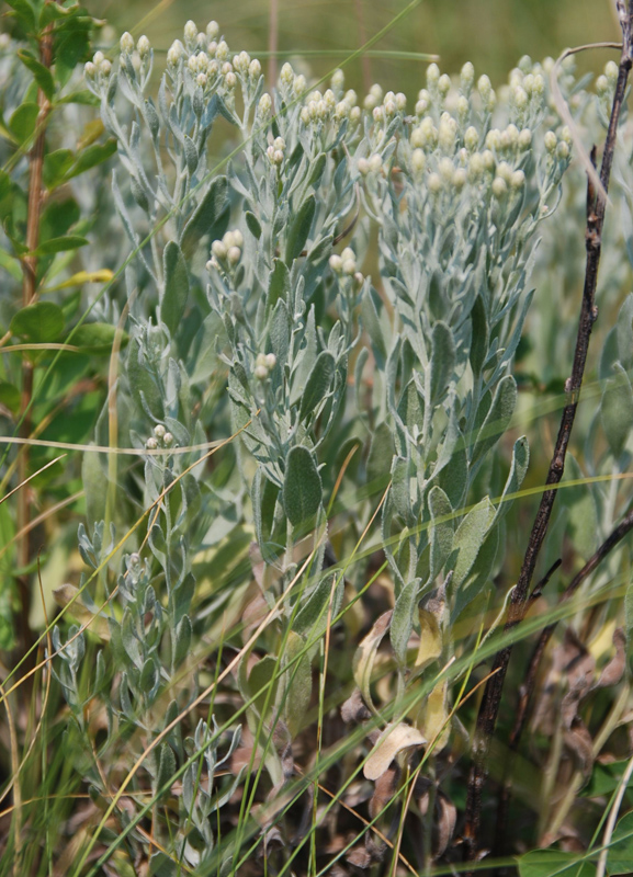 Image of Galatella villosa specimen.