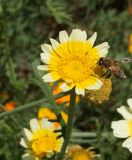 Glebionis coronaria