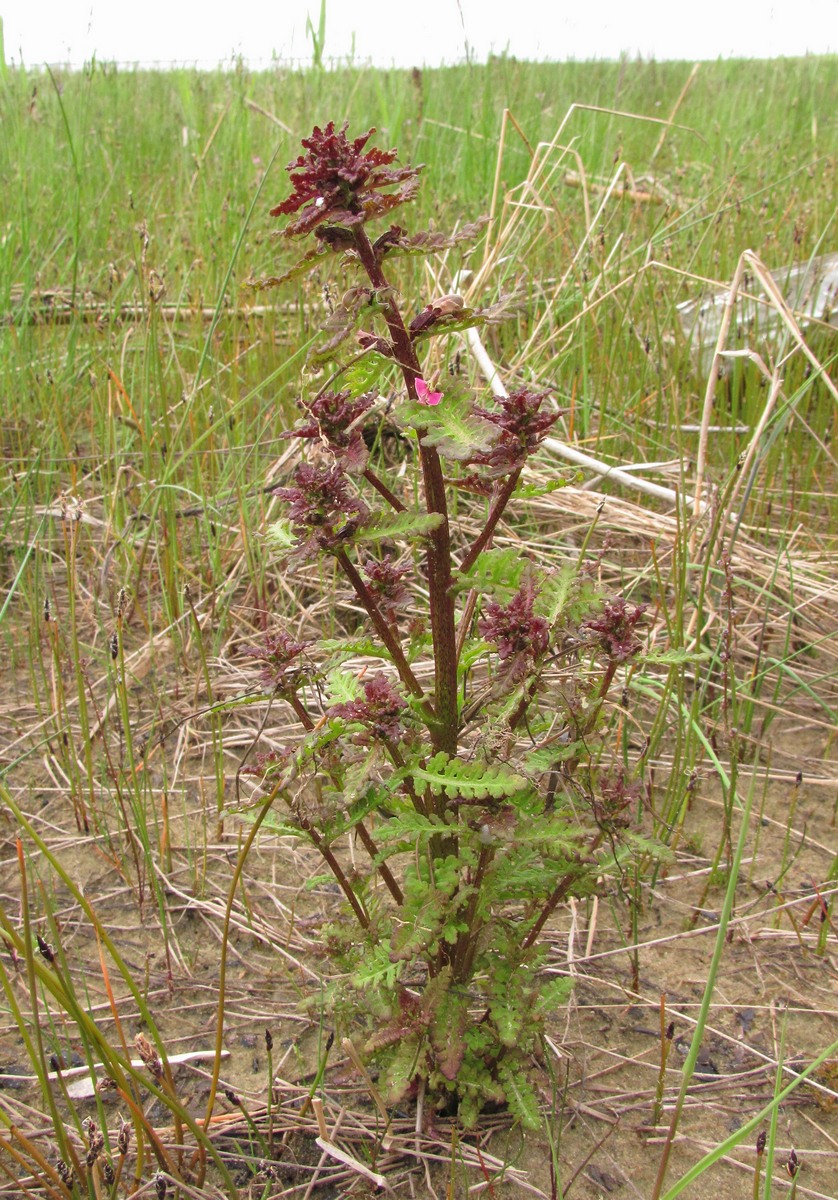 Изображение особи Pedicularis palustris.