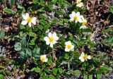 genus Dryas. Цветущие растения. Бурятия, Окинский р-н, перевал Черби, ≈ 2400 м н.у.м., горная тундра. 10.07.2015.