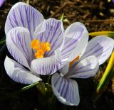 Crocus vernus. Цветок. Подмосковье, г. Одинцово, клумба в сквере. Апрель 2015 г.