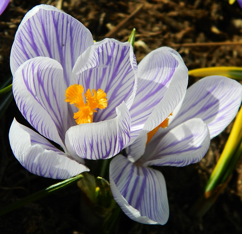 Изображение особи Crocus vernus.