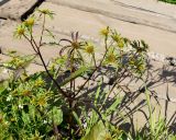 Bidens radiata