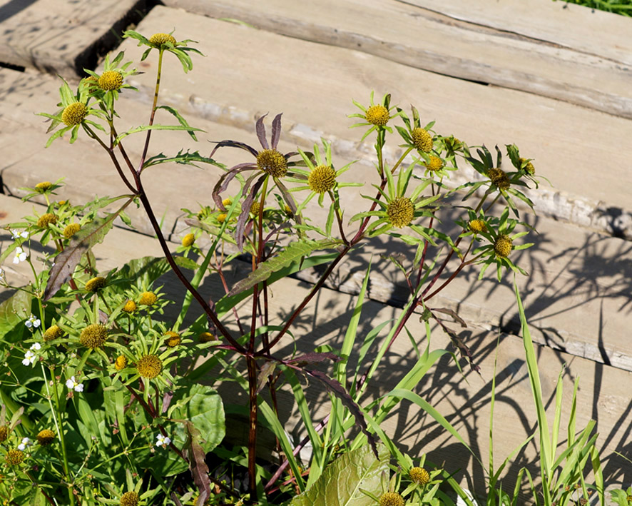 Изображение особи Bidens radiata.