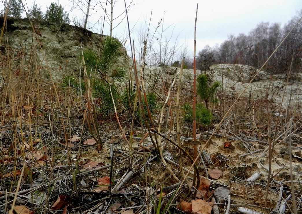 Image of Equisetum hyemale specimen.