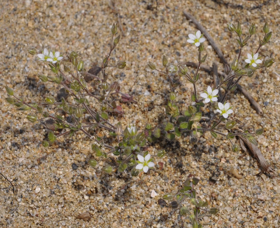 Image of Arenaria serpyllifolia specimen.