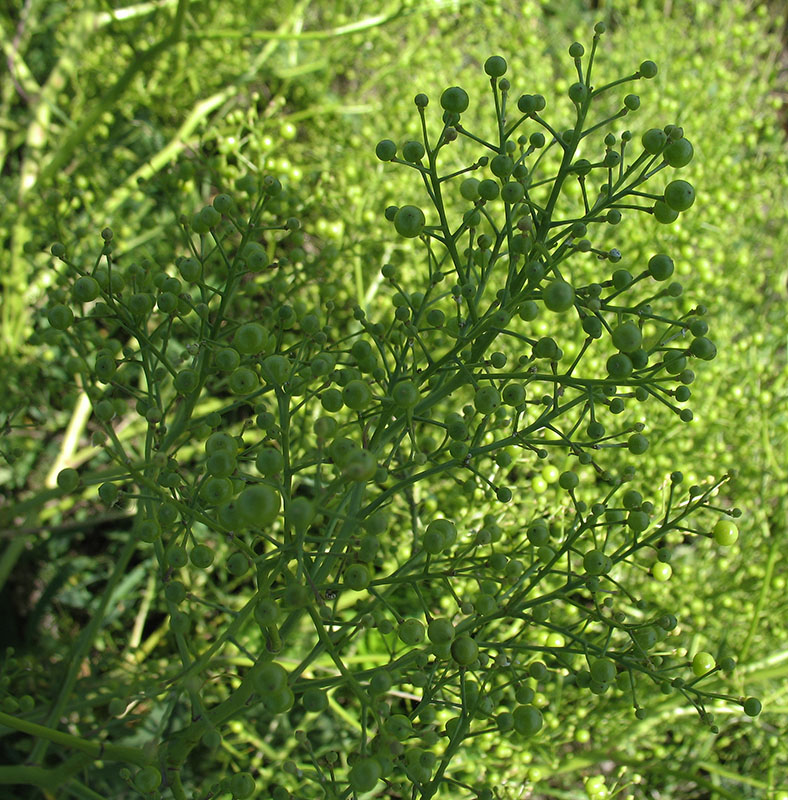 Изображение особи Crambe tataria.