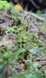 Atrichum flavisetum