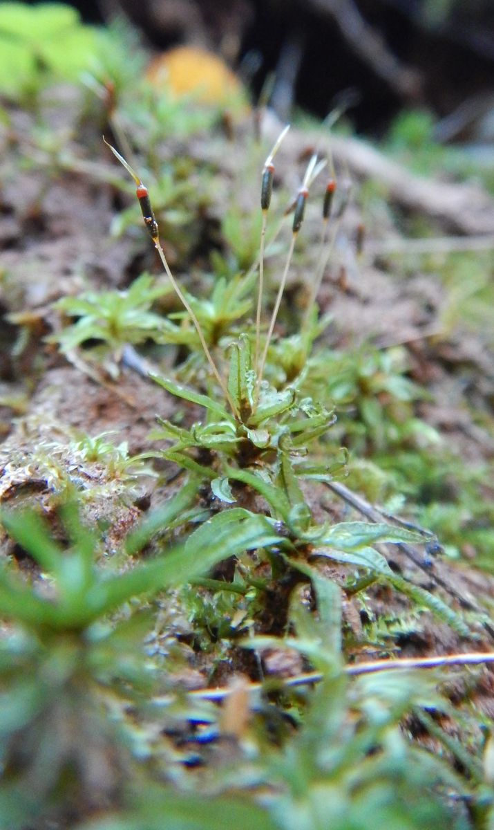 Image of Atrichum flavisetum specimen.