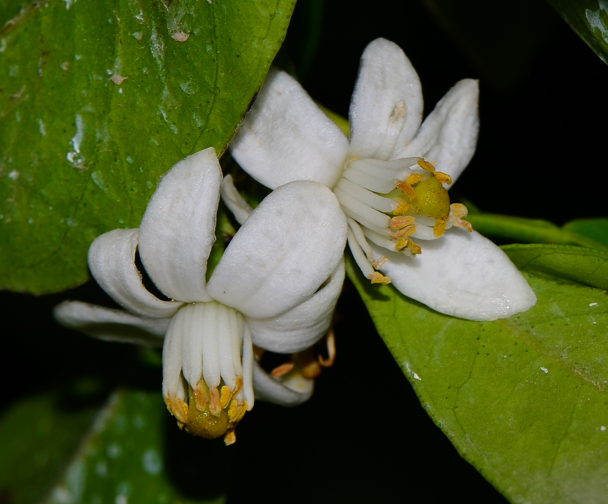 Image of Citrus reticulata specimen.