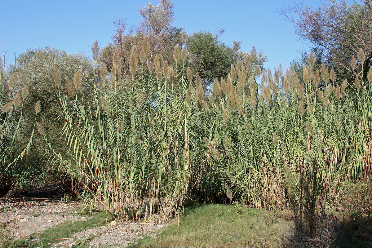 Image of Arundo donax specimen.