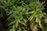 Sphagnum squarrosum. Верхушки вегетирующих растений. Ленинградская обл., Всеволожский р-н, окр. пос. Куйвози, зарастающее осушенное болото. 09.05.2016.