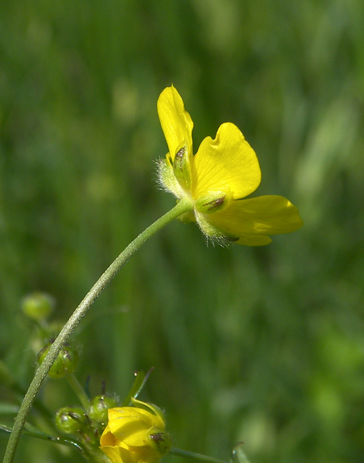 Изображение особи Ranunculus acris.