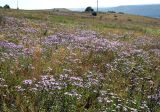 Aster amellus. Аспект цветущих растений на верхней части склона к р. Днестр. Украина, Хмельницкая обл., Каменец-Подольский р-н, Национальный природный парк \"Товтры\", западнее с. Гораевка. 20 августа 2008 г.