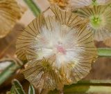 Lomelosia porphyroneura. Соплодие. Израиль, нагорье Негев, окр. киббуца Сде Бокер, склон южной экспозиции. 20.04.2015.