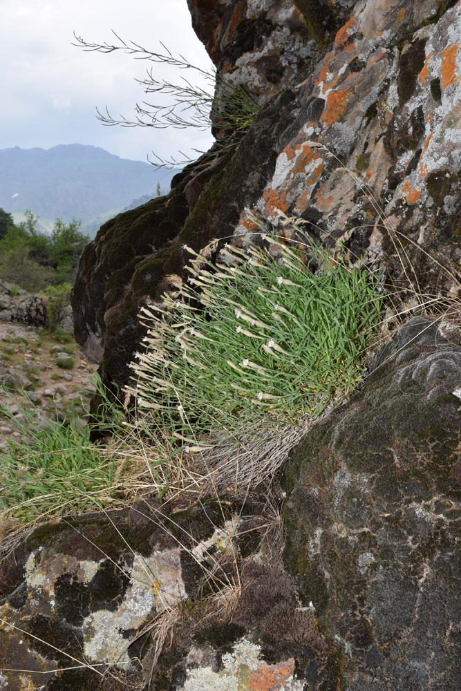 Image of Silene kuschakewiczii specimen.