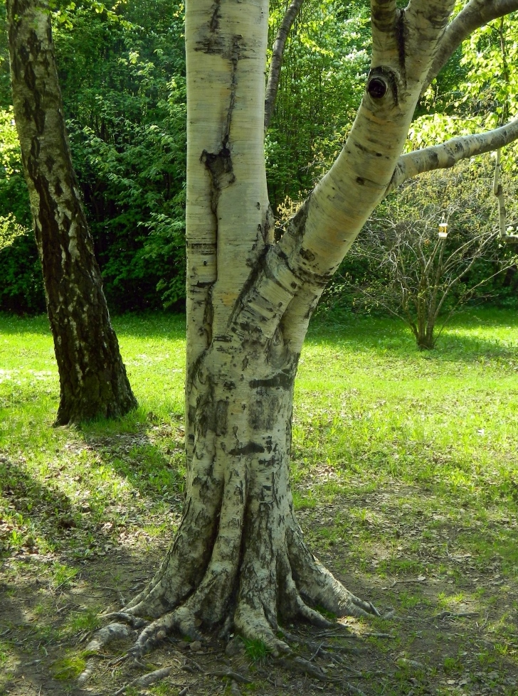 Изображение особи Betula papyrifera.