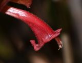 Holmskioldia sanguinea