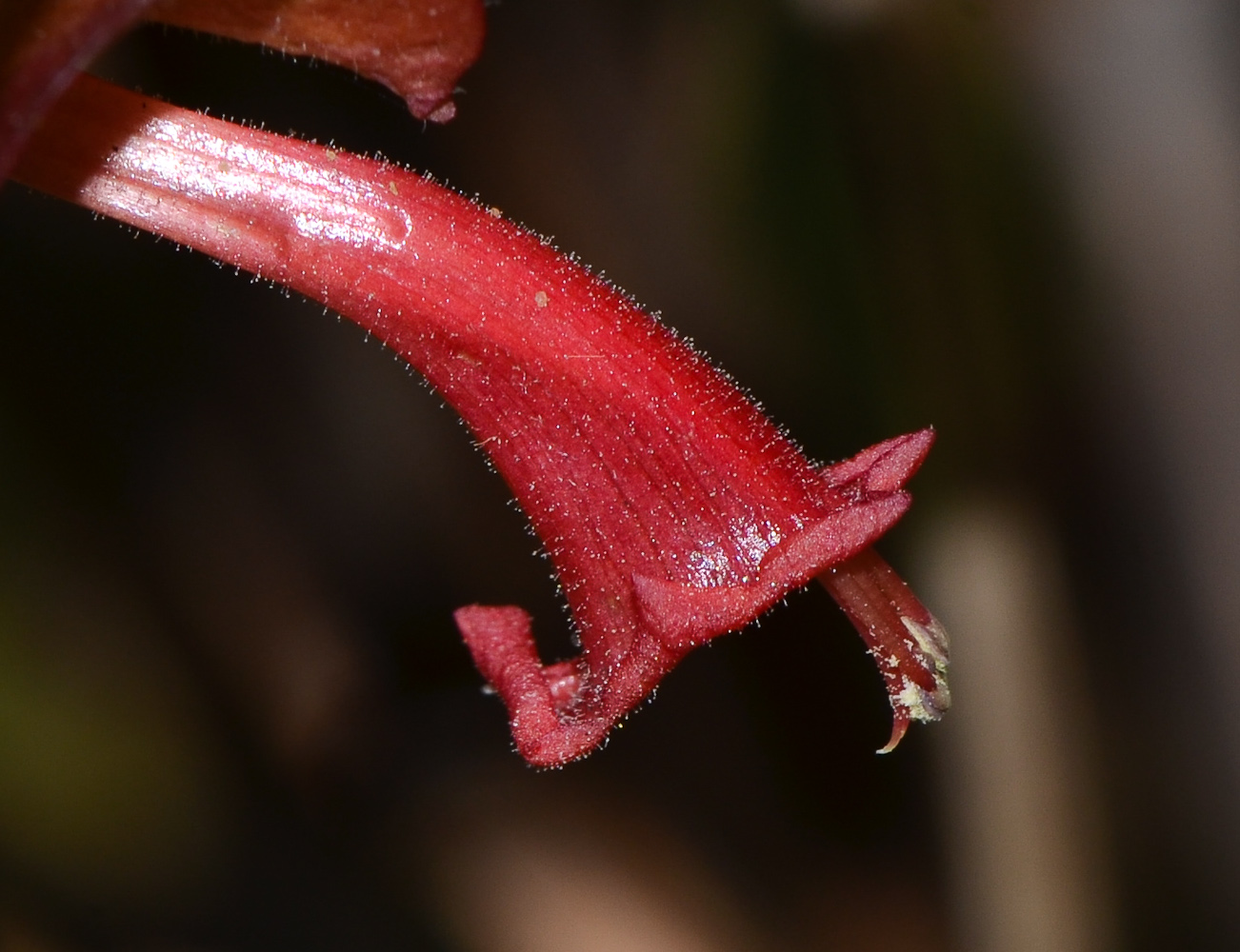 Image of Holmskioldia sanguinea specimen.