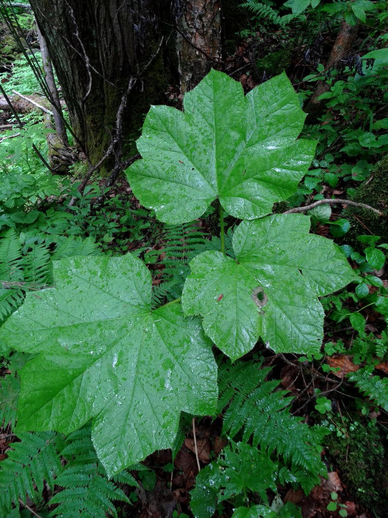 Image of Oplopanax elatus specimen.