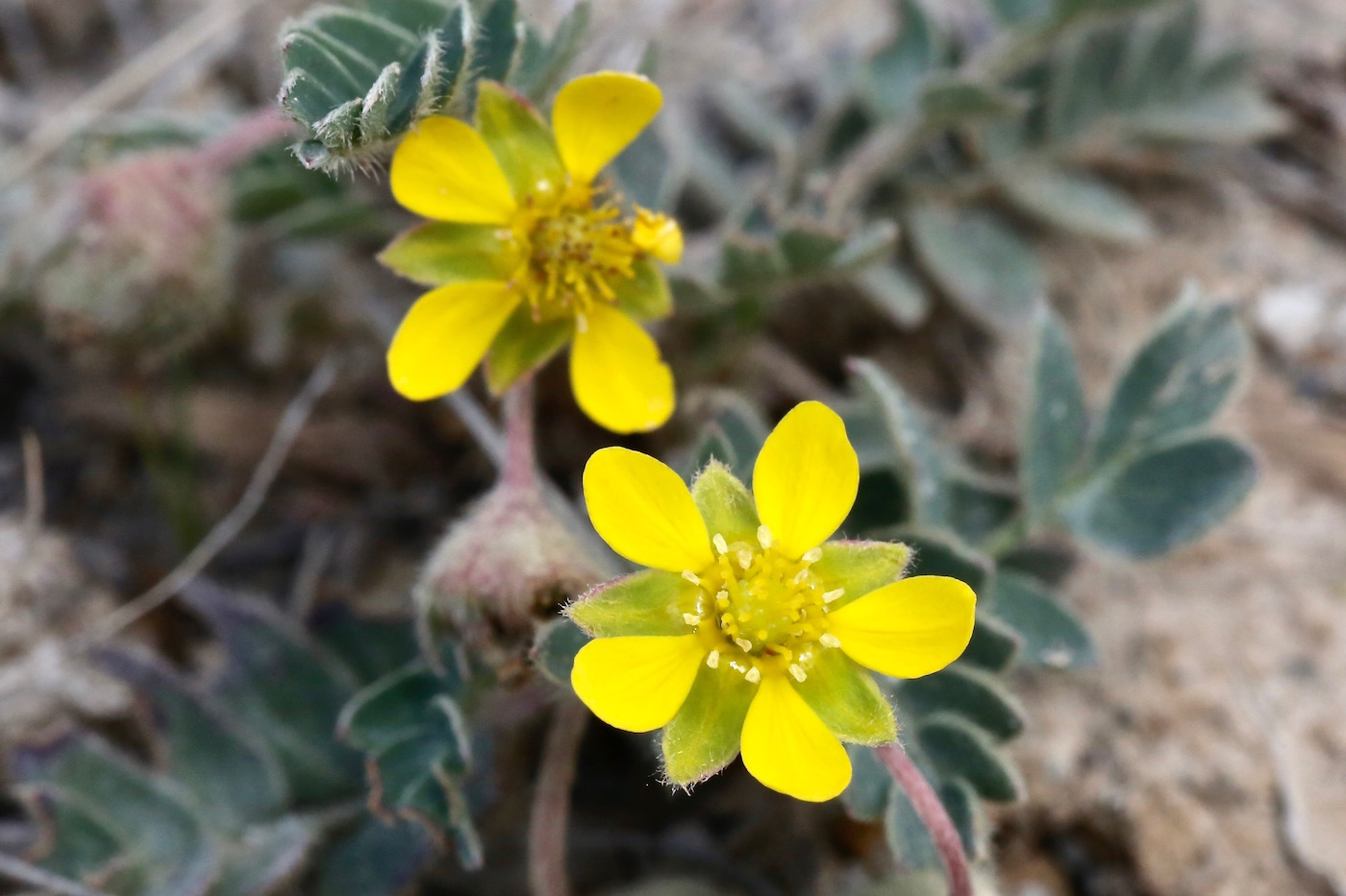 Изображение особи Potentilla moorcroftii.