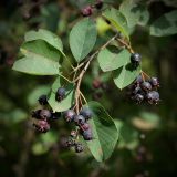 Amelanchier spicata. Веточка со зрелыми плодами. Ленинградская обл., ст. Карташевская, в культуре. 15.08.2009.