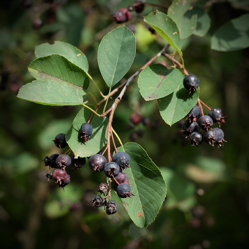 Image of Amelanchier spicata specimen.