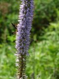 Veronicastrum sibiricum