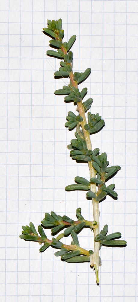 Image of Halogeton alopecuroides specimen.