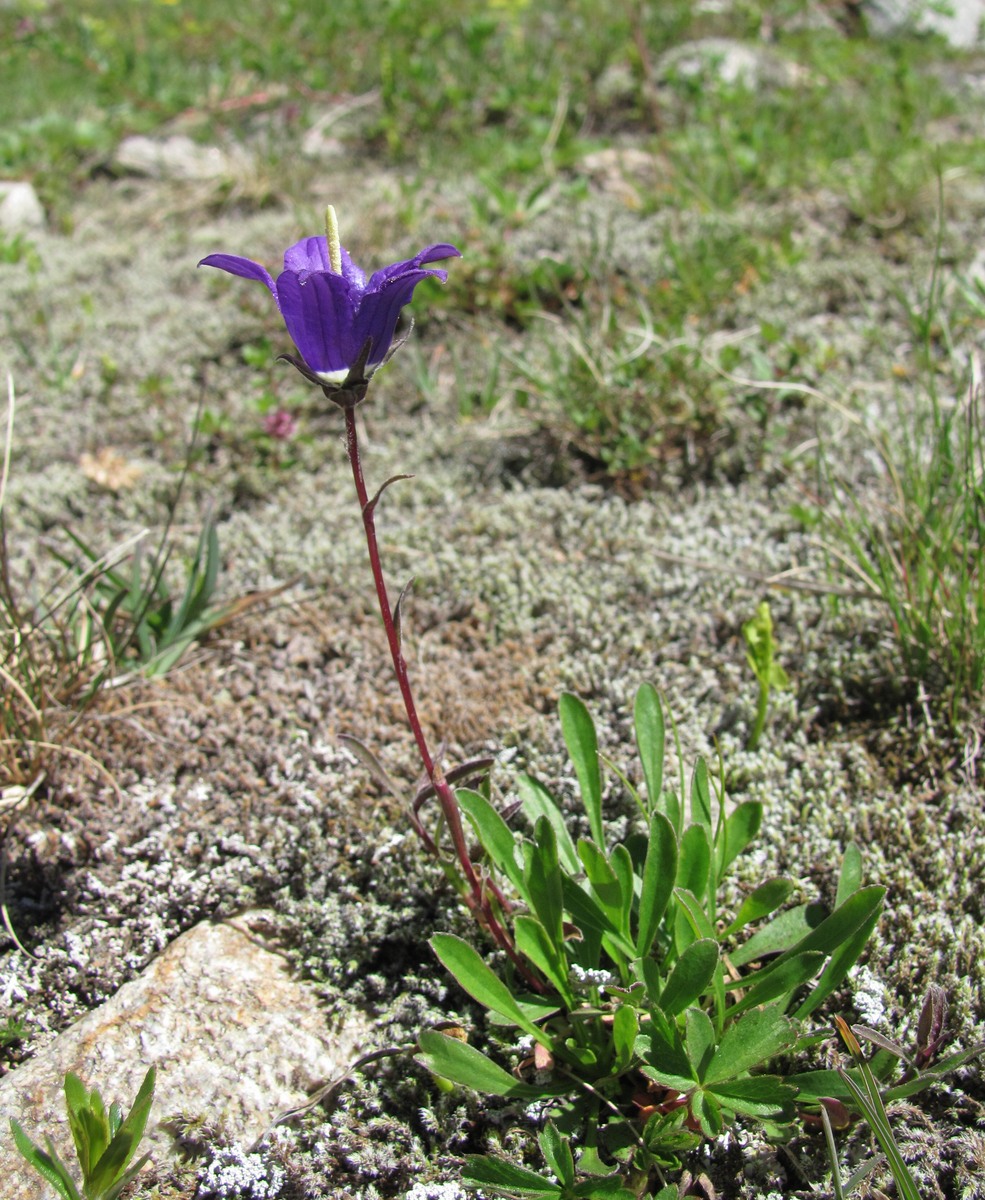 Изображение особи Campanula saxifraga.