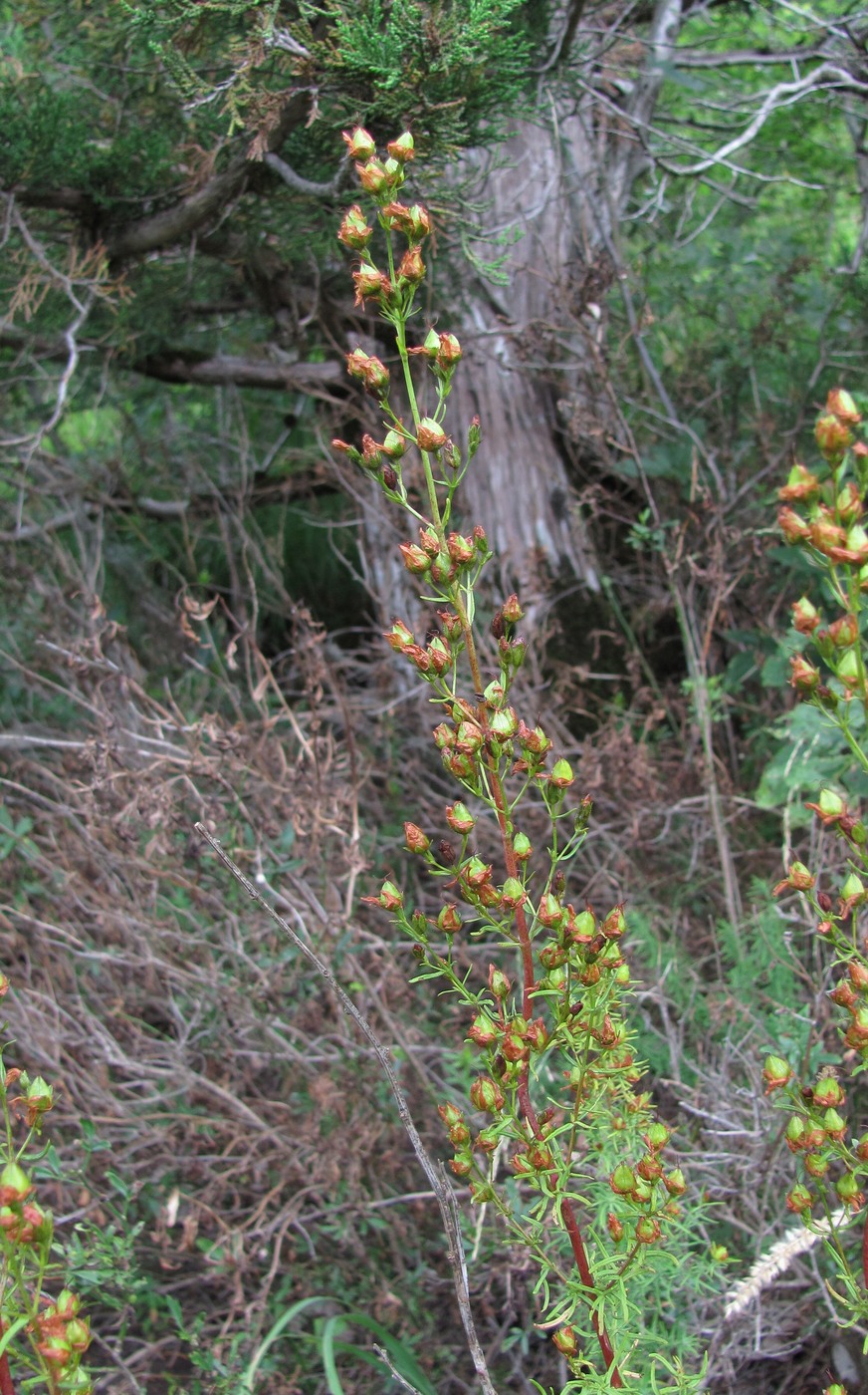 Изображение особи Hypericum lydium.