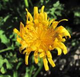 Taraxacum confusum