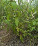 Scrophularia umbrosa