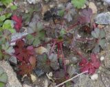 Geranium lucidum