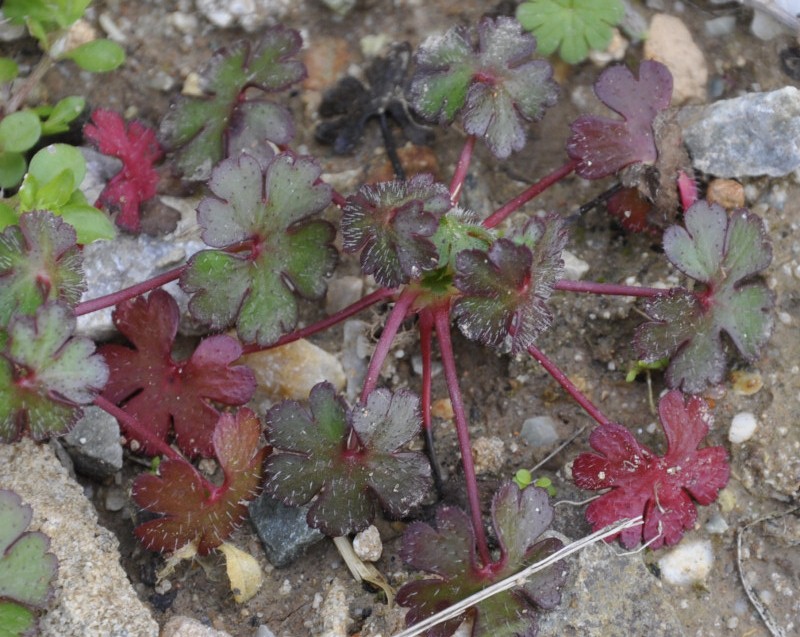 Image of Geranium lucidum specimen.